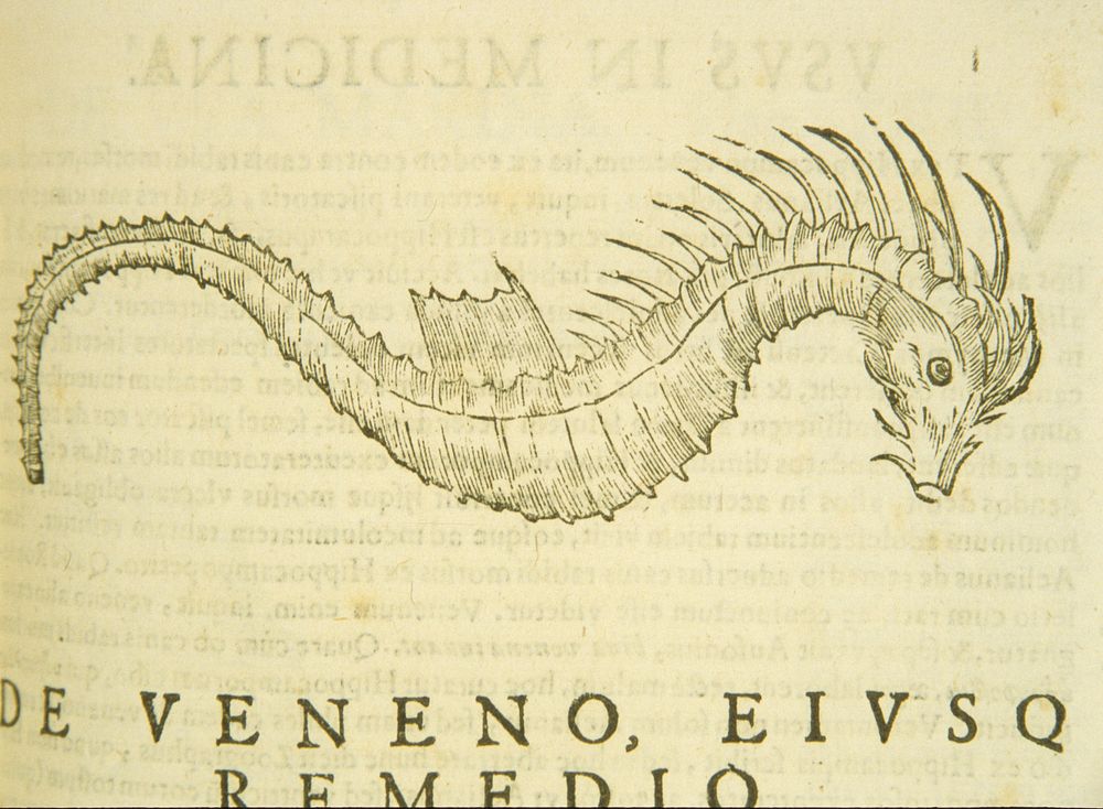 Sea-horseContributor(s): Aldrovandi, Ulisse, 1522-1605? Illustration of a sea-horse in profile. Original public domain image…