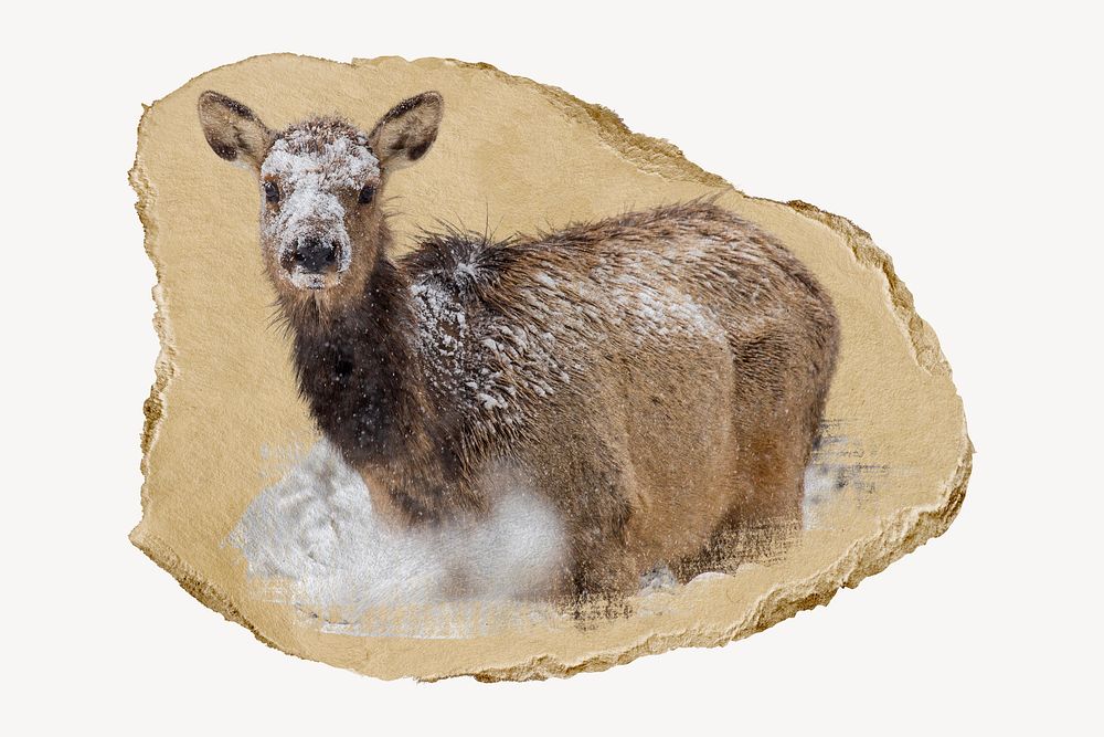 Female elk in snow Mammoth Hot Springs collage element psd
