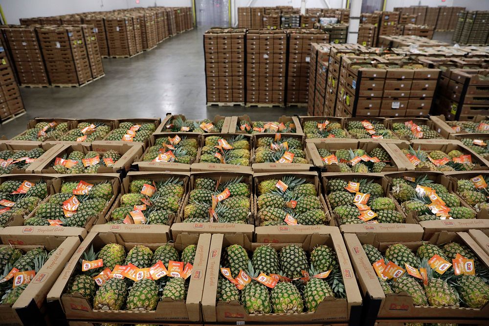 Pallets loaded with thousands of pineapples await distribution to the retail markets in a warehouse at the Port of…