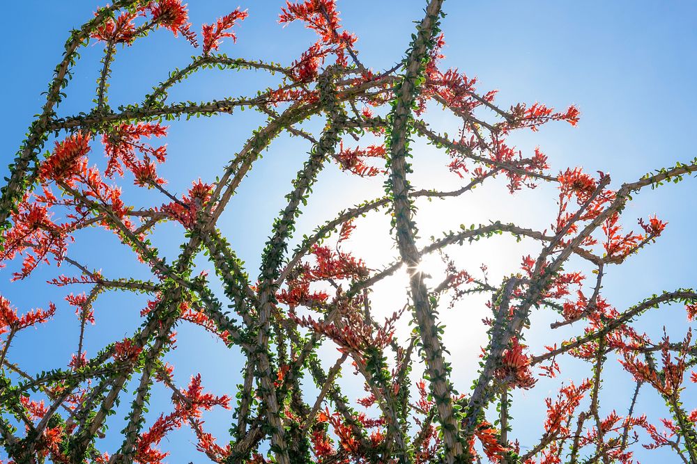 Flowering ocotillo flower 