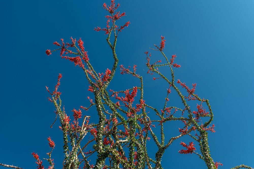 Flowering ocotillo flower 