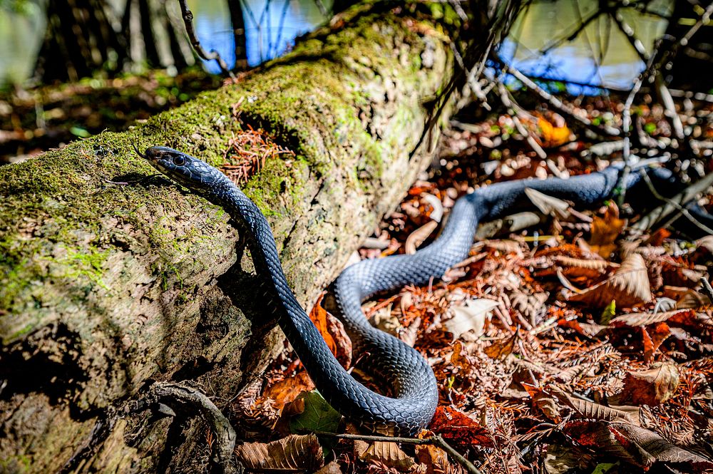Black snake. Original public domain image from Flickr