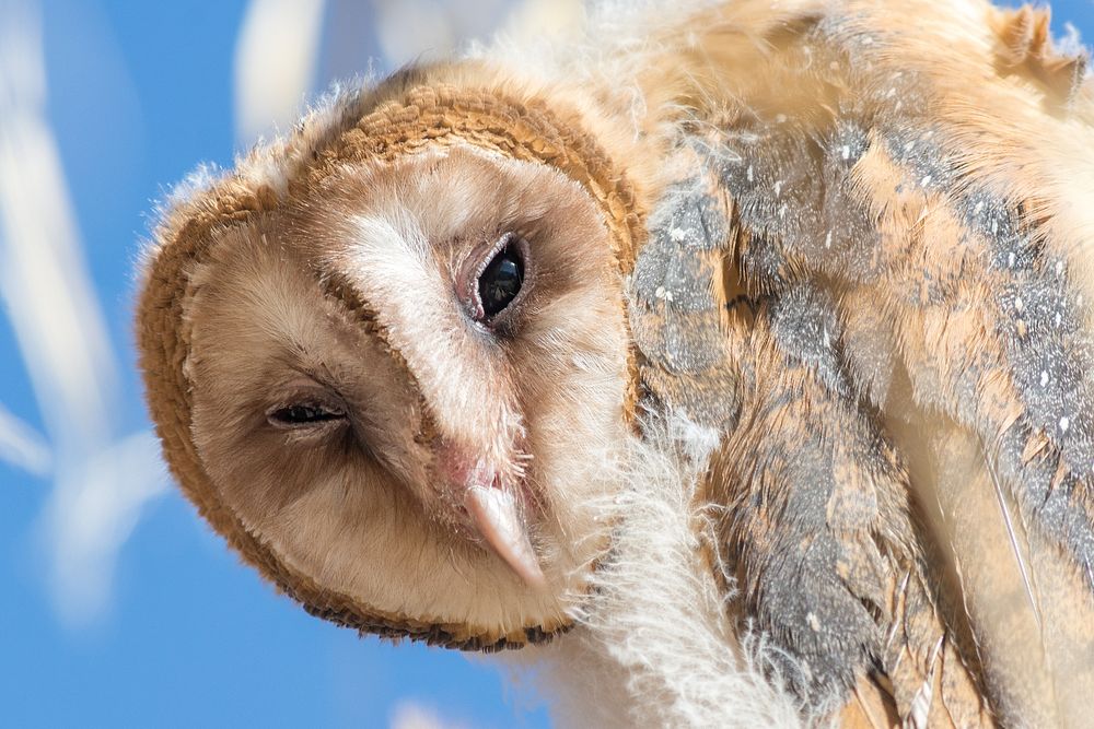 Juvenile Barn Owl