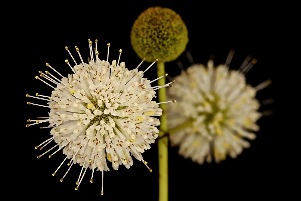 Cephalanthus occidentalis, Buttonbush.