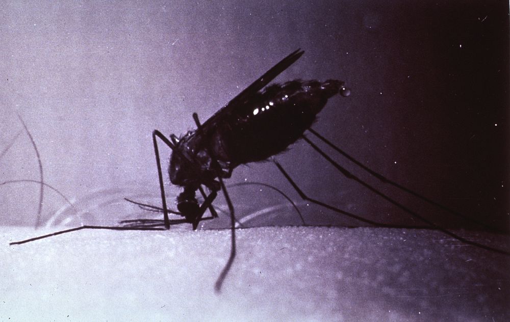Mosquito in biting position. Anopheles quadrimaculatus in biting position; full of blood down to last three segments with…