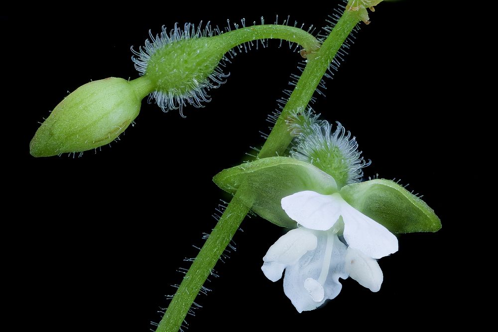 Enchanter's Nightshade, macro plant, Circaea quadrisulcata.