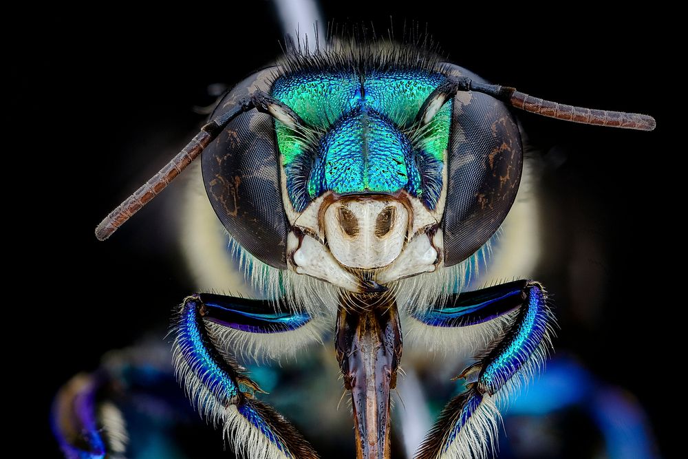 Euglossa imperialis, orchid bee, face shot.