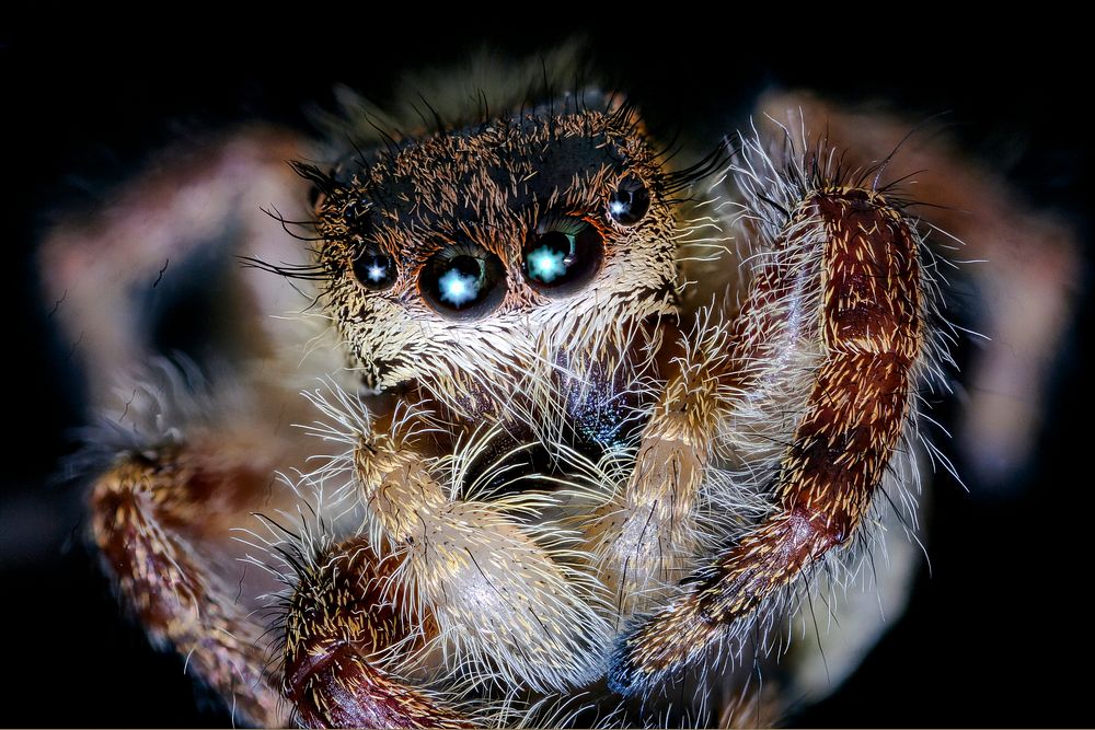 Fuzzy jumping spider, macro photography.