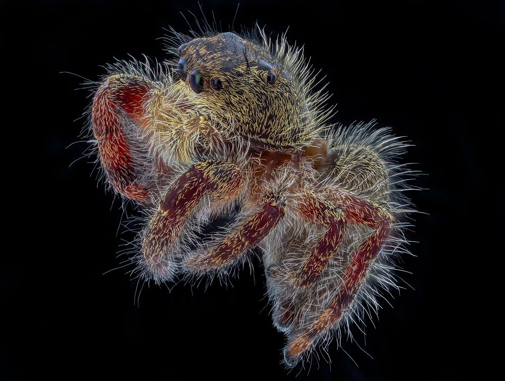 Flying fuzzy spider, macro photography.