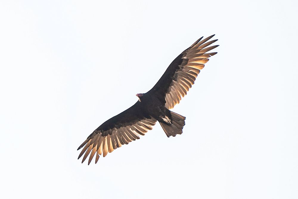 Flying Turkey vulture 