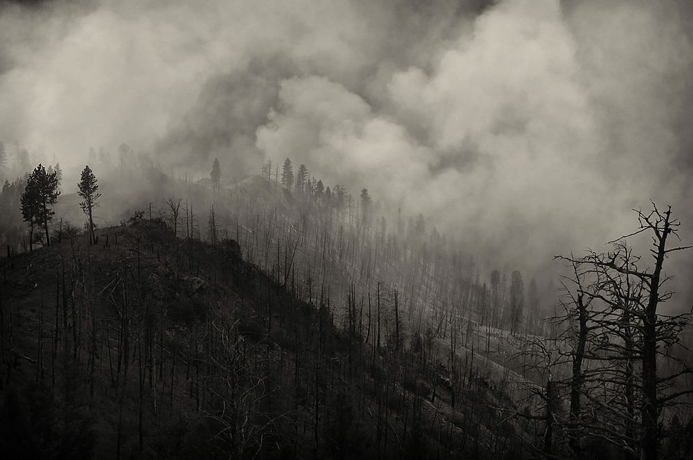 Spooky forest, fire smoke. Original public domain image from Flickr