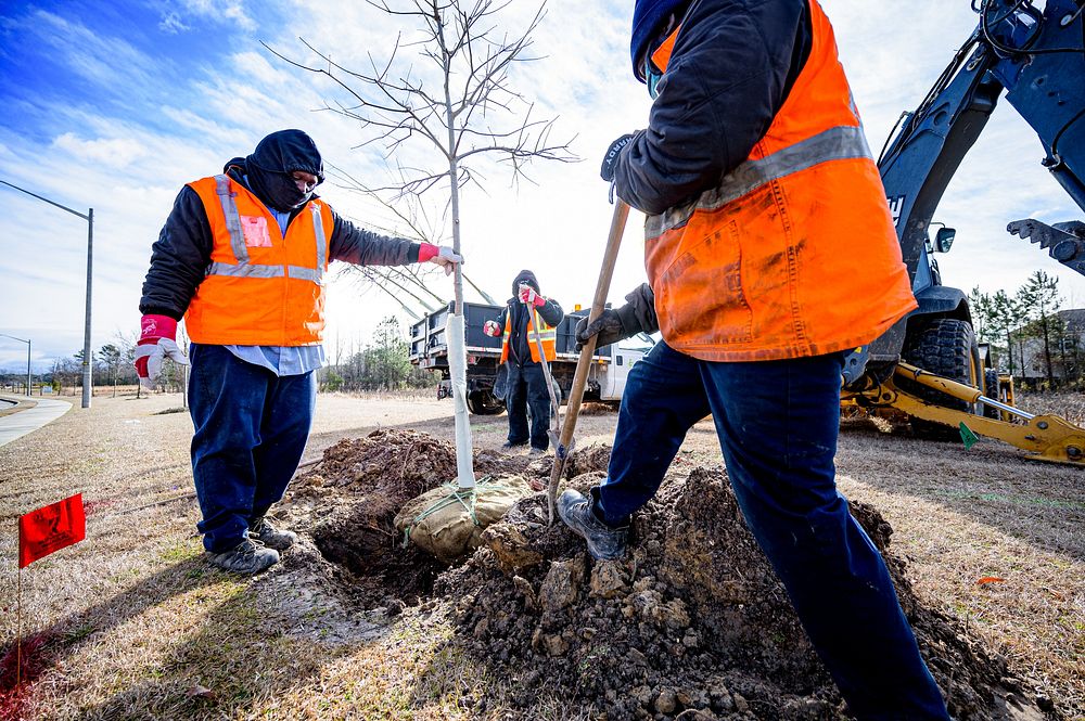 Public Works plants trees along Regency Boulevard on Tuesday, February 2, 2021. Original public domain image from Flickr