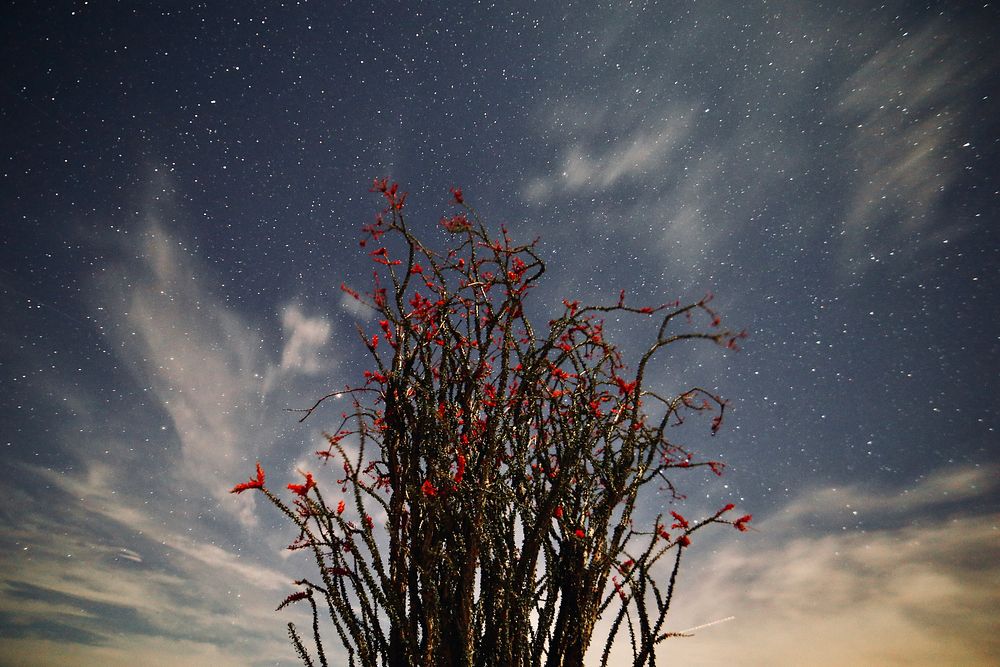 Aesthetic blooming Ocotillo at night background