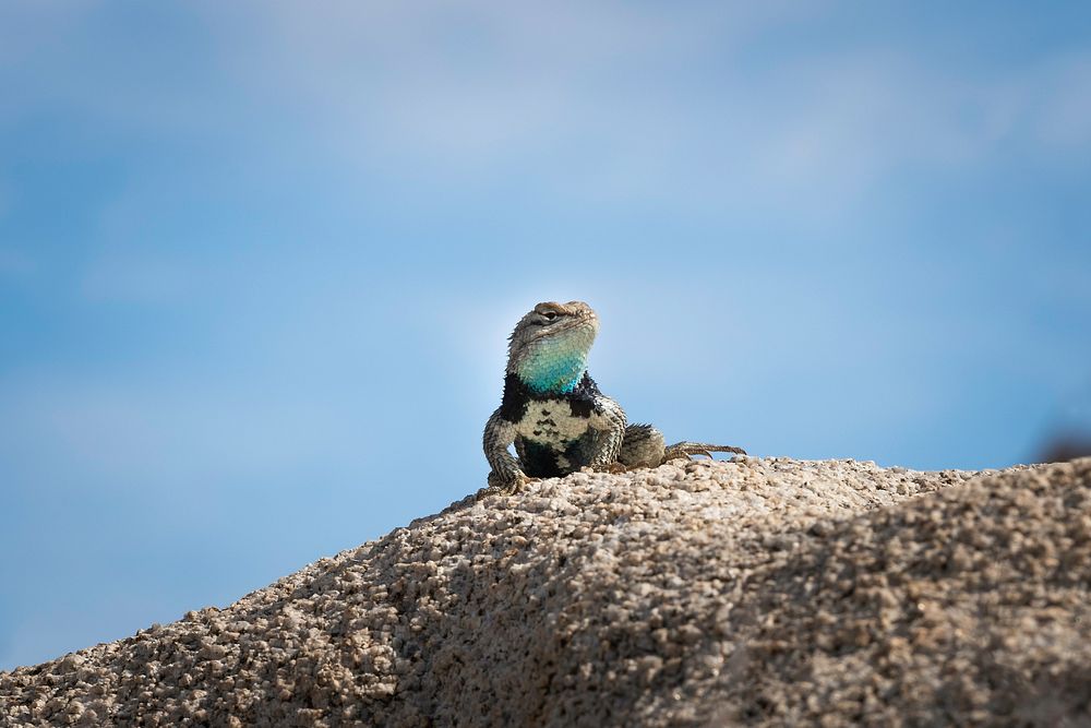 Desert spiny lizard 