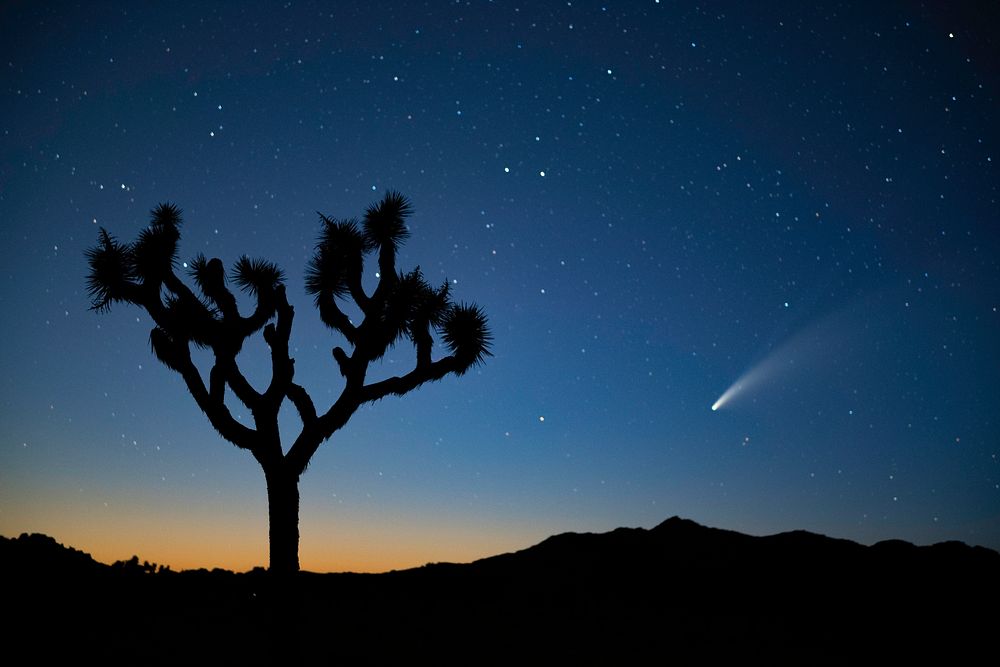 Sunset silhouette Joshua tree