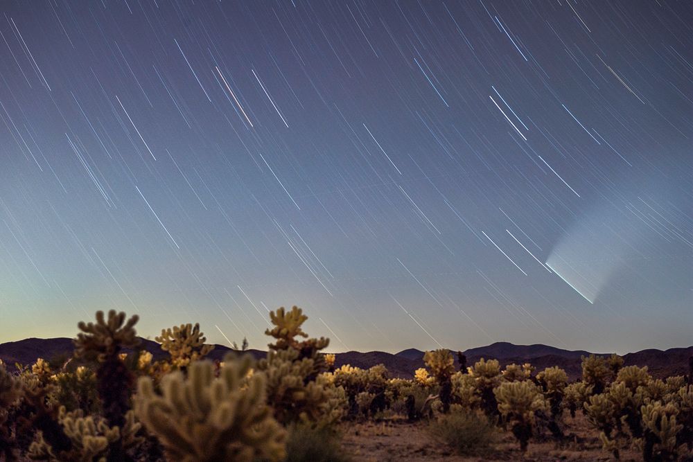 Star trails and comet over Cholla Cactus Garden, California