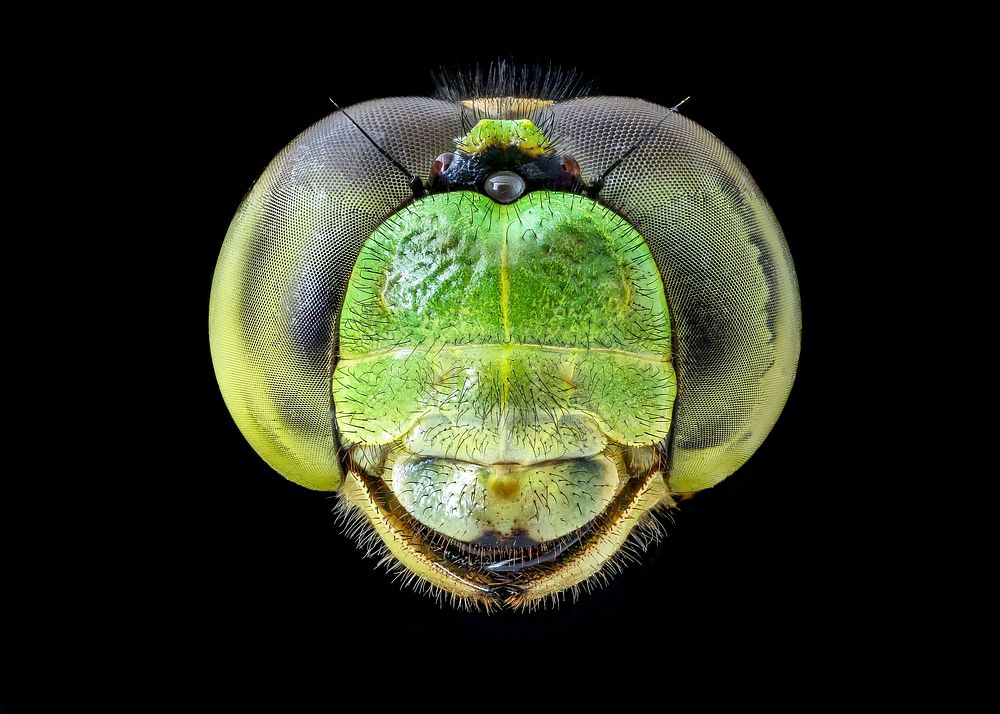 Erythemis simplicicolis, head, green eyes.