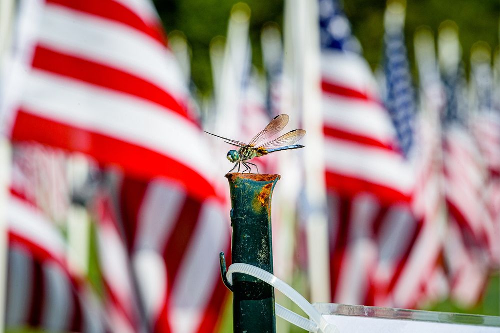 American flags at field of honor ceremony