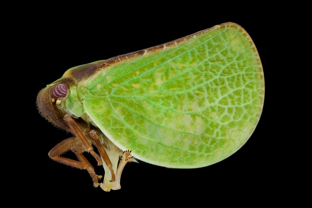 Planthopper, macro insect photography.