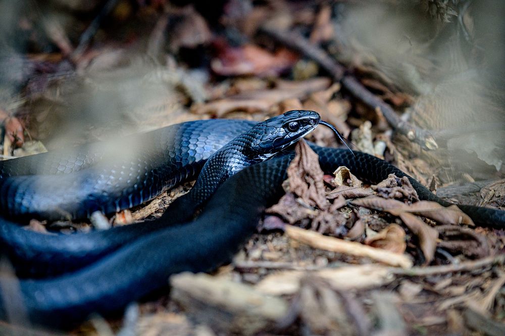 Black snake. Original public domain image from Flickr