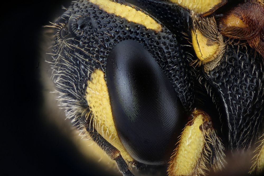 Eye of Anthidiellum notatum, resin bee.