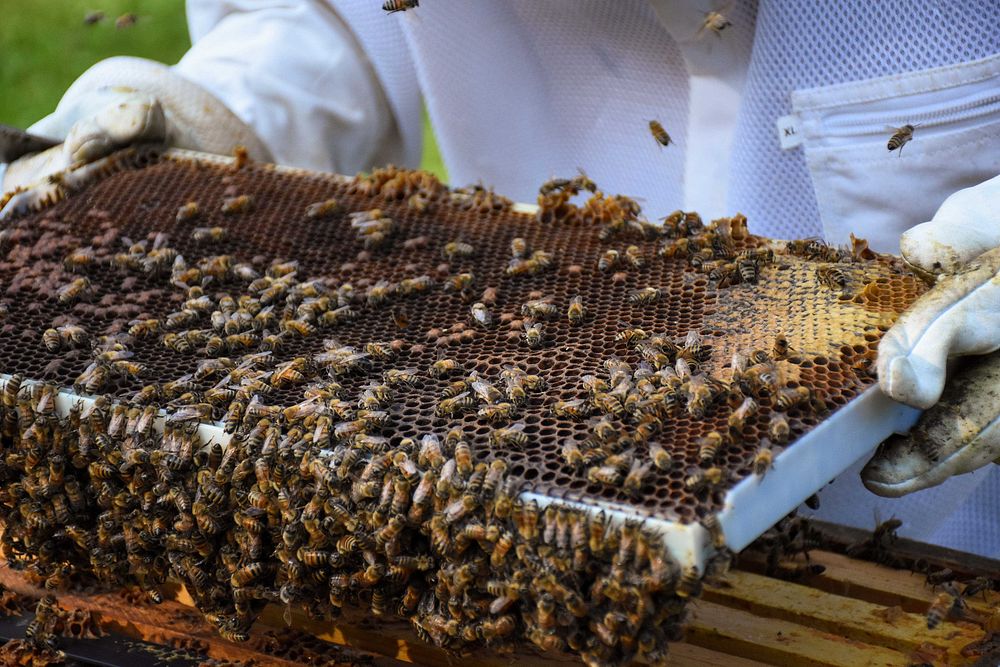 Honeybee frame, honey farm, beekeeping. Original public domain image from Flickr