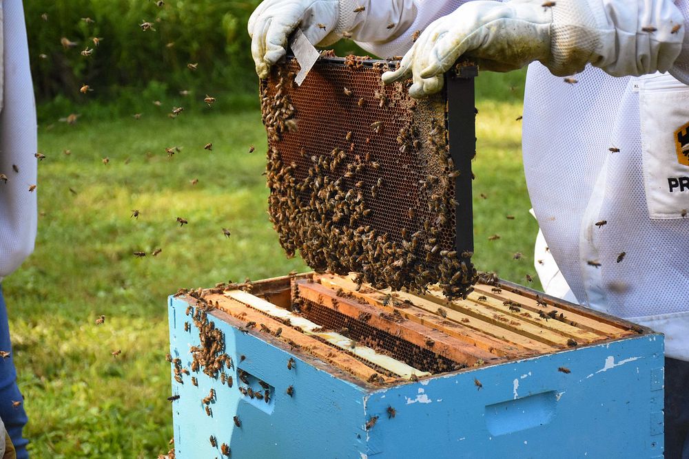 Honeybee hive, honey farm, beekeeping. Original public domain image from Flickr