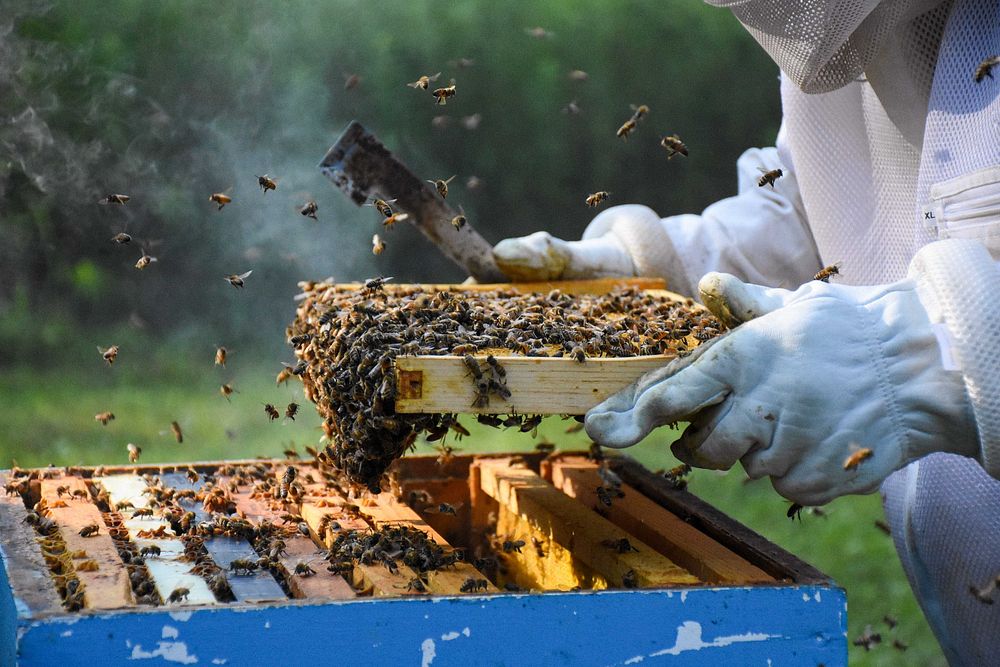 Beekeeper harvesting honey. Original public domain image from Flickr