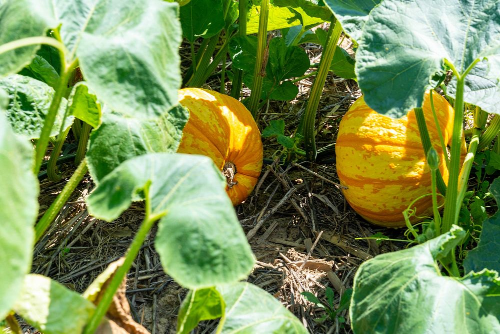 Yellow pumpkins, vegetable garden. Original public domain image from Flickr