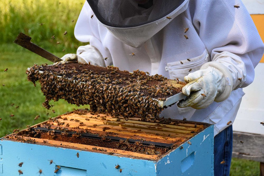 Harvesting honey, beekeeper. Original public domain image from Flickr