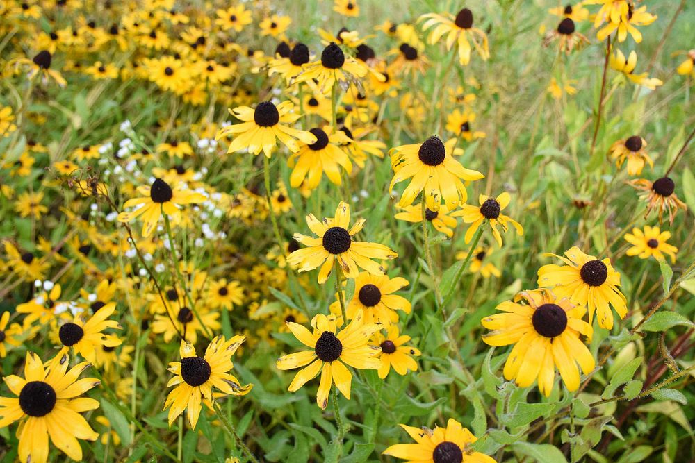 Black-eyed Susans flower field. Original public domain image from Flickr