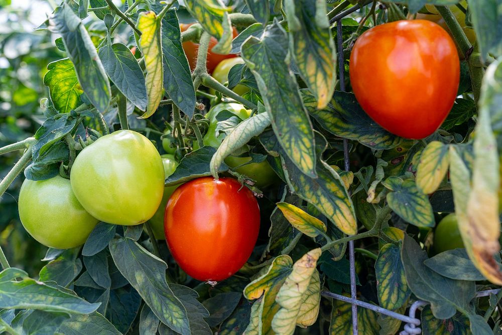 Tomatoes grow in a high tunnel at Cornucopia Farm in Scottsburg, IN. Original public domain image from Flickr