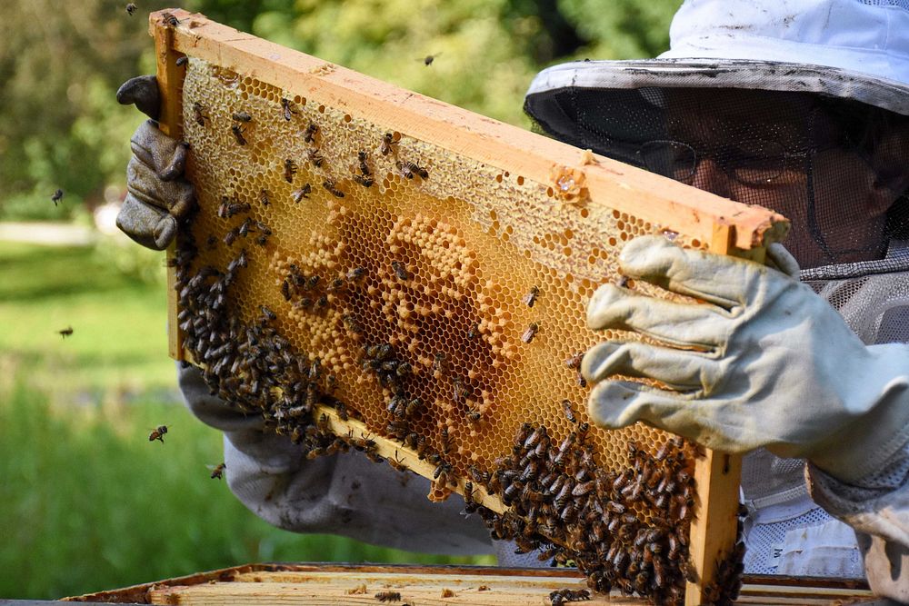 Ann Wynn observes a frame of a beehive in North Salem, Indiana on August 2, 2021. (NRCS photo by Carly Whitmore). Original…