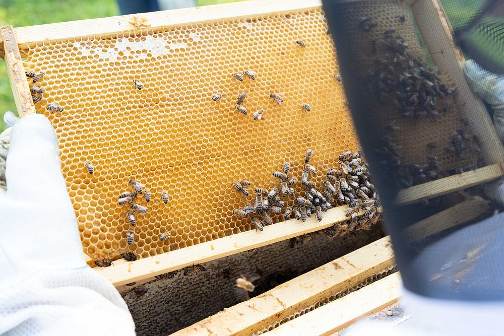 Honeyhive farm, honeybee, beekeeper. Original public domain image from Flickr