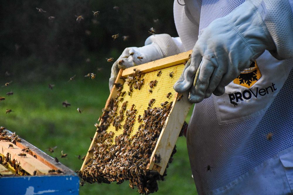 Honeybee frame hive, beekeeping. Original public domain image from Flickr