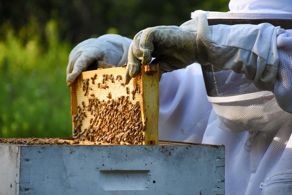 Honeyhive farm, honeybee, beekeeper. Original public domain image from Flickr
