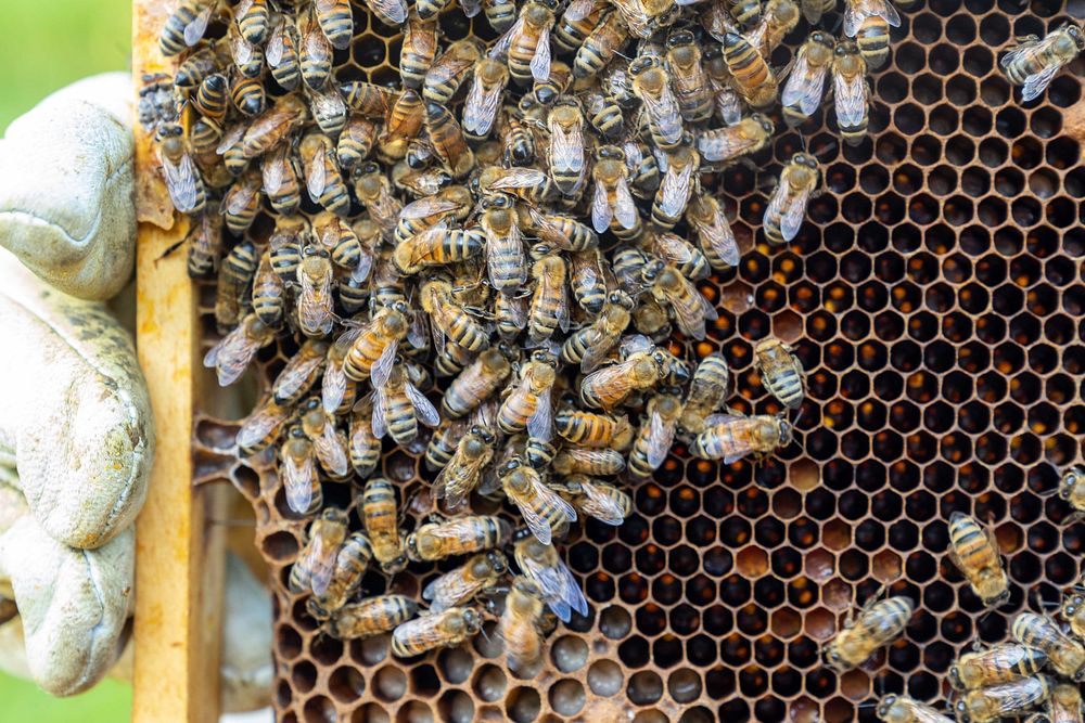 Honeybees congregate on a honey frame. Original public domain image from Flickr