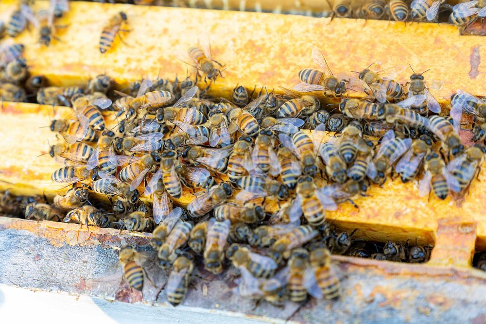 Honeybees exit a hive, honey farm. Original public domain image from Flickr