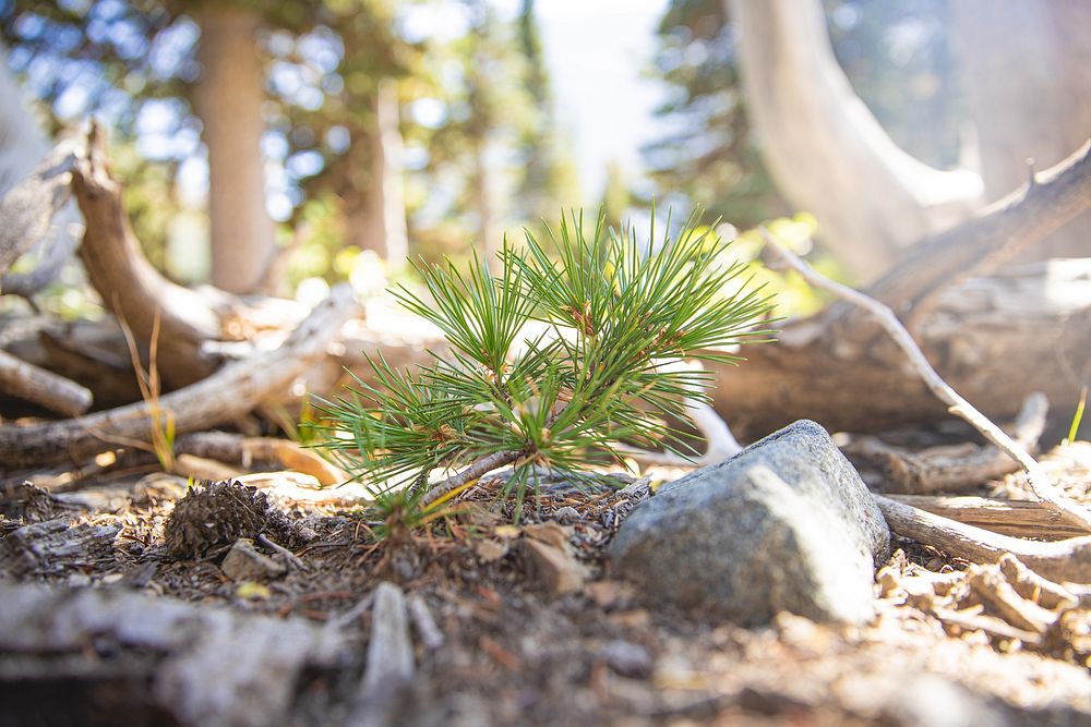 Whitebark Pine Seedlings. Original public domain image from Flickr