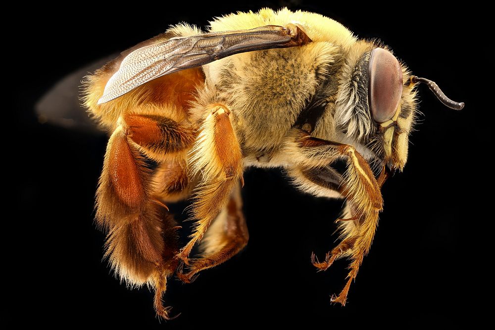Centris varia, ZS PMax UDR, honeybee, closeup shot. Original public domain image from Flickr
