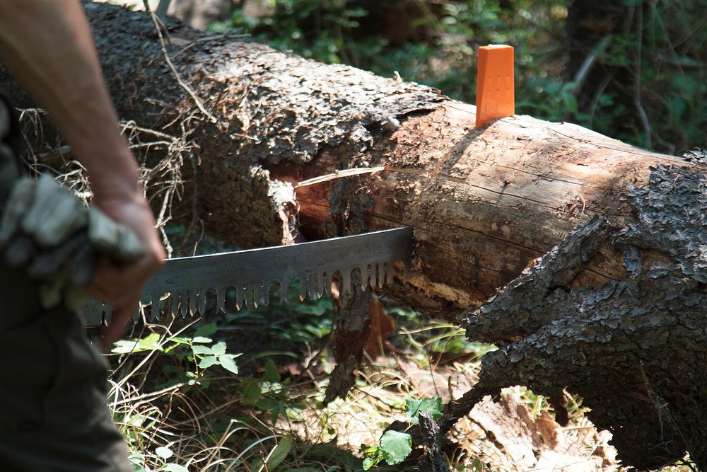 CROSS CUT. A cross cut saw halfway through a downed tree, an orange wedge holding the log apart to make sawing easier.…