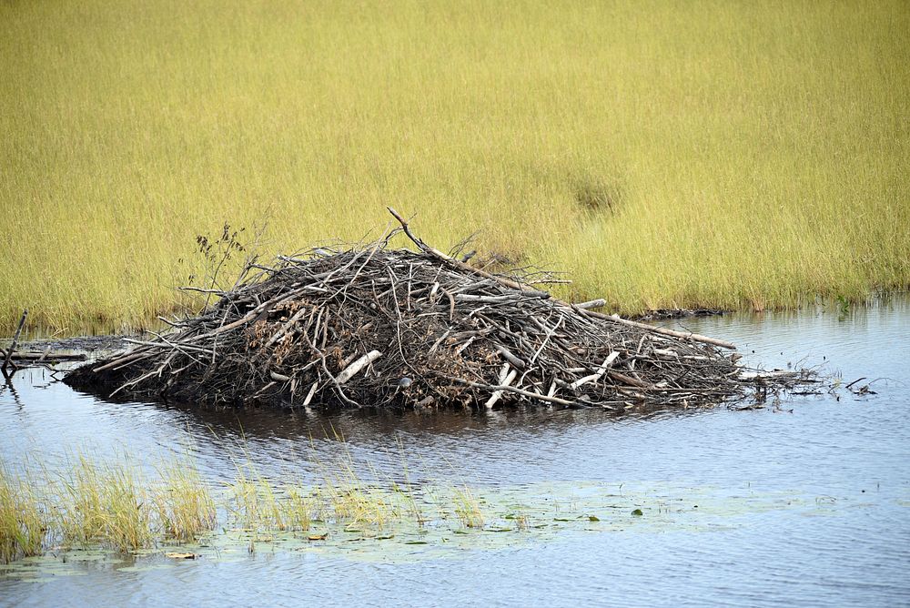 Beaver lodge, natural habitat. Original public domain image from Flickr