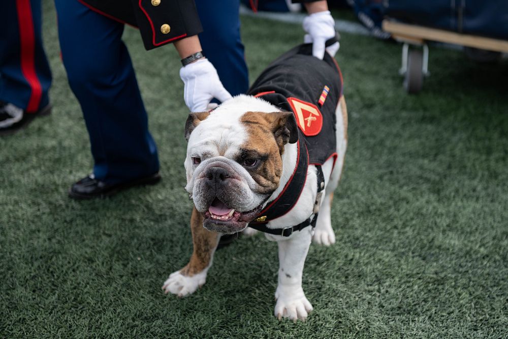Navy Bulldog Mascot. Original public domain image from Flickr