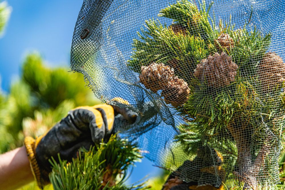 Caging Whitebark Pine Cones. Original public domain image from Flickr