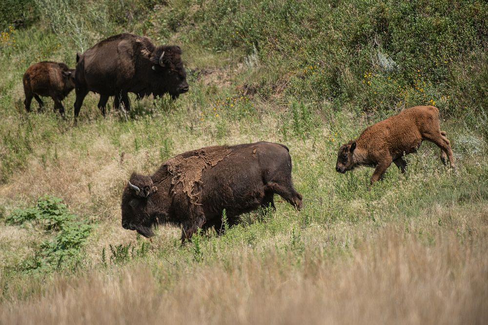 Buffalo ranch, livestock. Original public domain image from Flickr