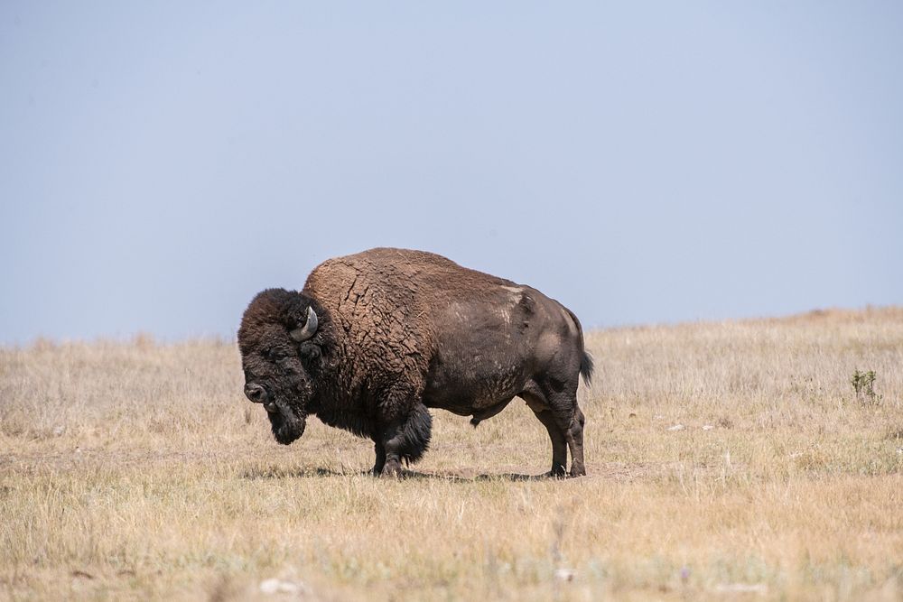 Bison buffalo, dry grass field. Original public domain image from Flickr