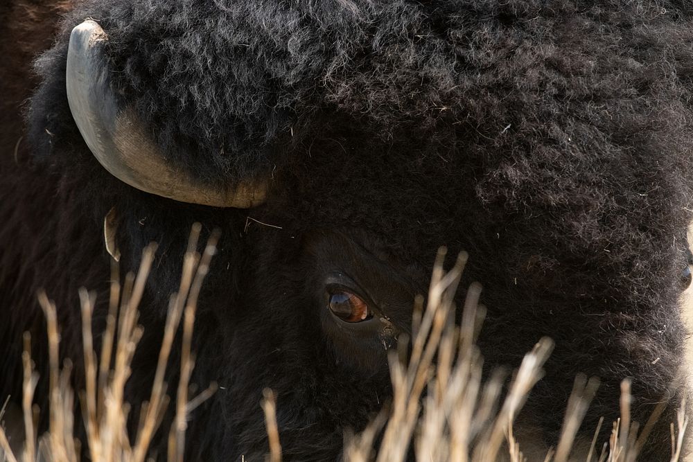 Bison buffalo, animal portrait. Original public domain image from Flickr