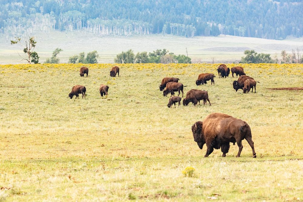 Bison grazing in Lamar ValleyNPS / Jacob W. Frank