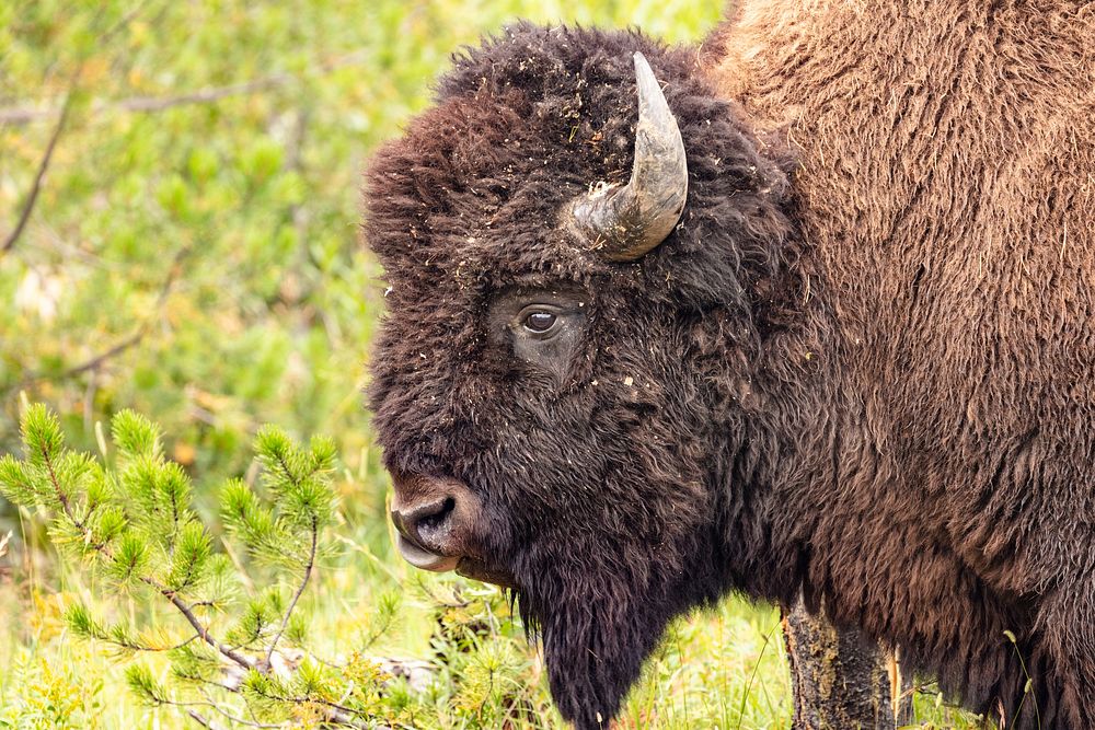 Portrait of a bull bison. Original public domain image from Flickr