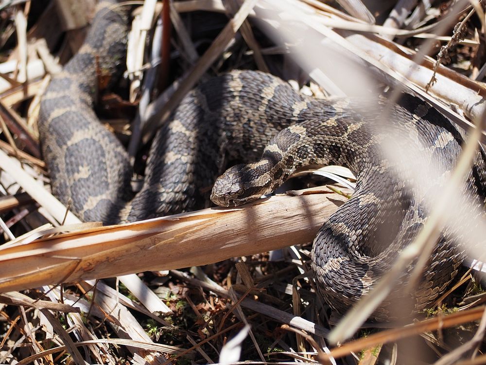 Eastern massasauga rattlesnake. Original public domain image from Flickr